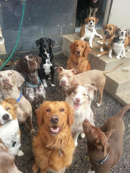 Sit, Stay, N' Play Dog Park