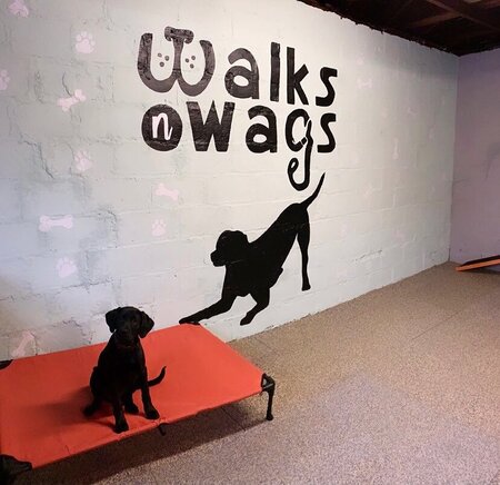 Walks N Wags Boston