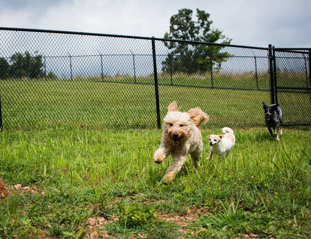 The Cottages for Pets