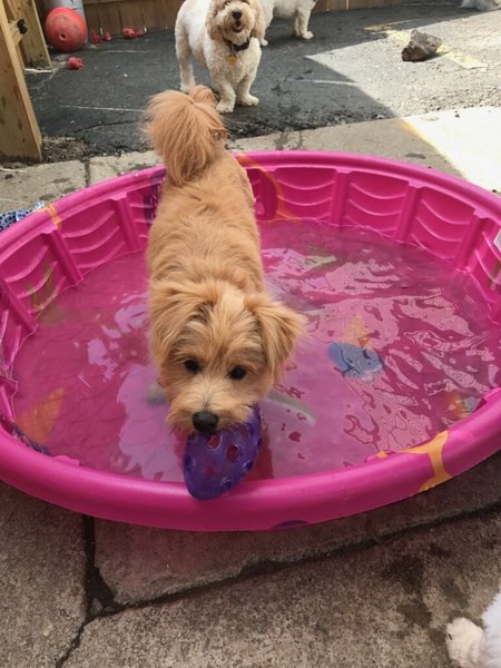 Dog Days Canine Playschool