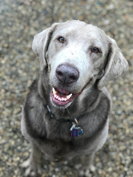 Broadway Kennels