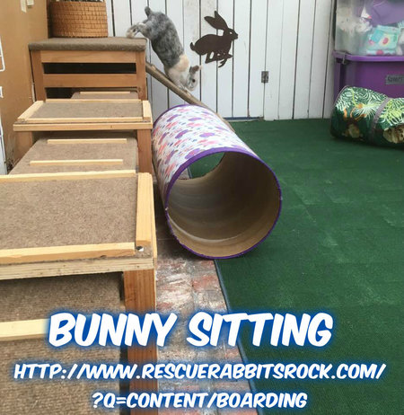 Rescue Rabbits Rock