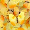 Butterflydream Daycare