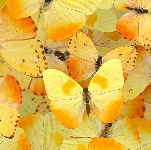 Butterflydream Daycare Logo