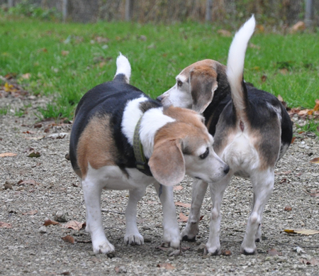 Rippling Run Kennel