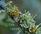 Lichen Early Learning