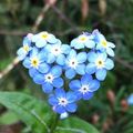 Hearts in Bloom Memory Day Care