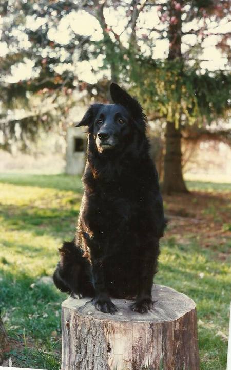 Good Pets Of The Earth