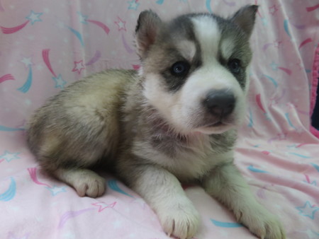 Puppy Lov Kennels