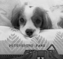 Petersburg Paws