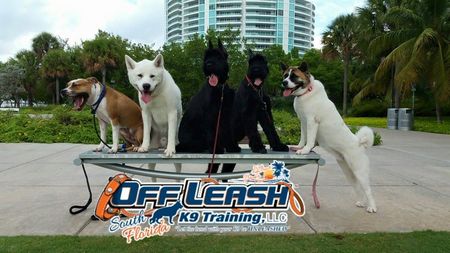 Off Leash K9 Training, South Florida