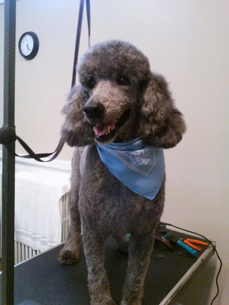 Croton's Pampered Pet Grooming Salon and Boutique, Inc.