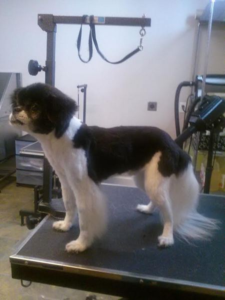 Croton's Pampered Pet Grooming Salon and Boutique, Inc.