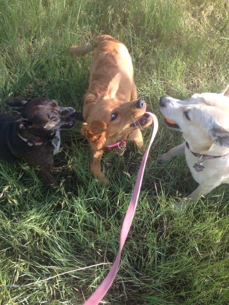 K9 Playtime Pet Sitting