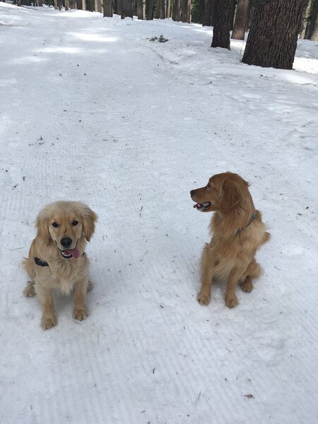 Mountain Woofers & Meowers