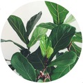 Fiddle Leaf Residential Services