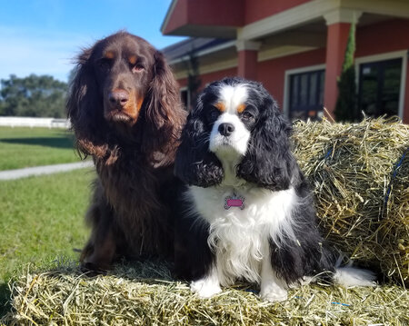 WB Equestrian Inc