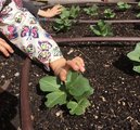 Nurturing Seedlings Daycare