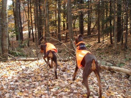 Mannerly Mutts Dog Training