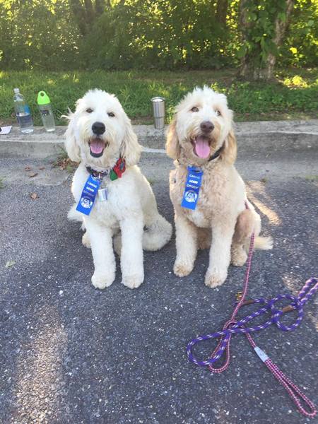 Sit Means Sit Annapolis Dog Training