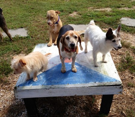 Hardeeville Pet Resort