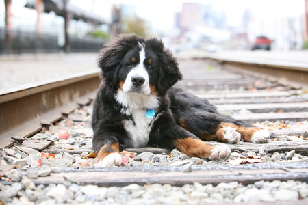 Downtown Pittsburgh Dogs