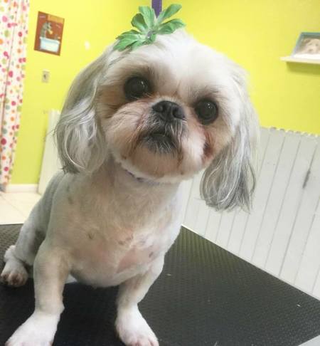 Judy's Bath & Boutique Pet Grooming