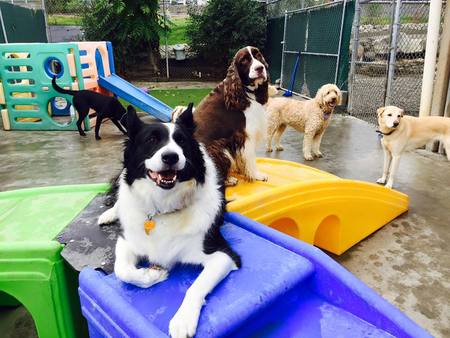 Club Pet Lodging & Day Camp