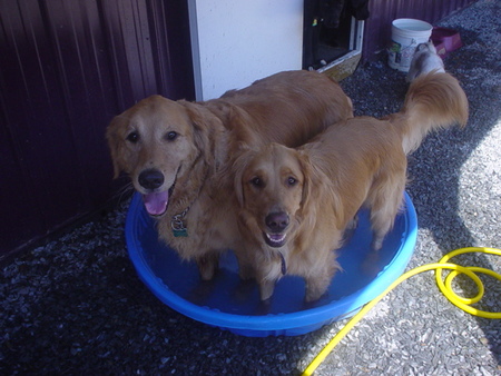 Handsome Brook Farm Kennel