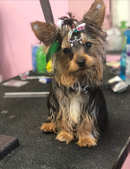 Doggie Couture Pet Spa