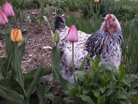 Black Thistle Farm