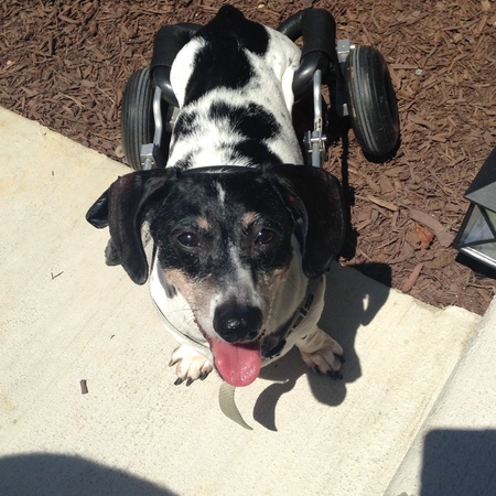 Harbor Hound NH