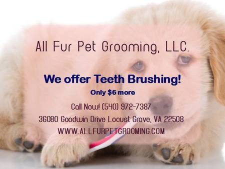 All Fur Pet Grooming LLC