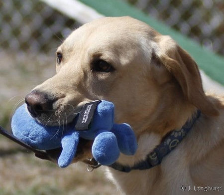 Hillside Canine Resort & Spa