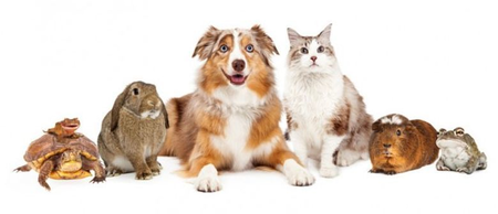 Uptown Dallas Pet Sitters