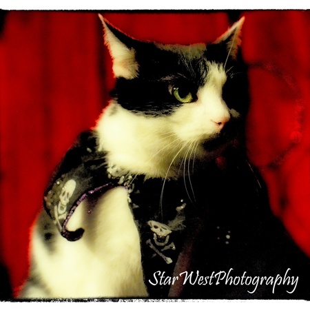 Star West Photography & Cat Sitting