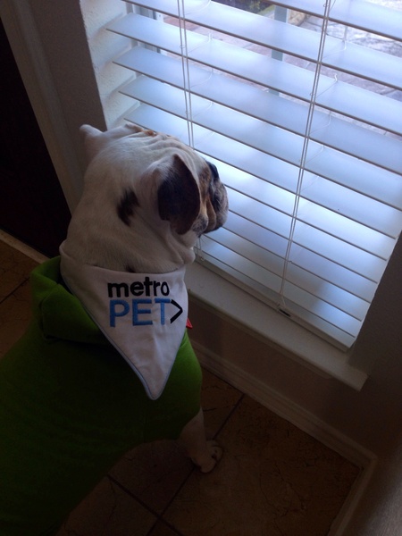 Metro-Pet Services