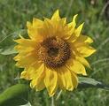 Sunflower Homecare Services