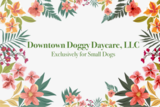 Downtown Doggy Daycare, LLC