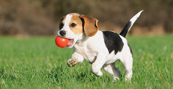 San Diego Veterinary Logo