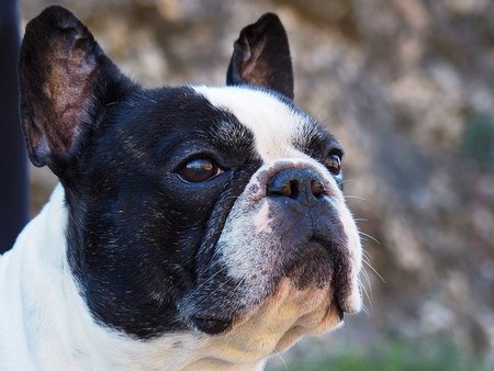 French Bulldog Pet Services