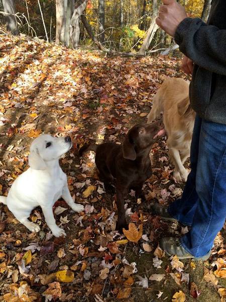 Shady Mountain Pet Retreat