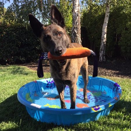 Von Falconer Canine Boarding & Training