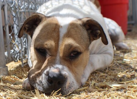 Denkai Animal Sanctuary NM Care Farmington NM