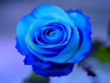 Blue Rose Cleaning Service, LLC