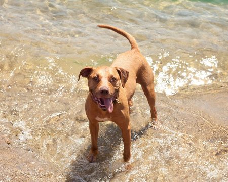 Harmony Canine Training