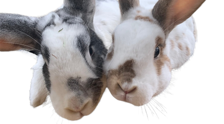 Rabbit daycare hot sale near me