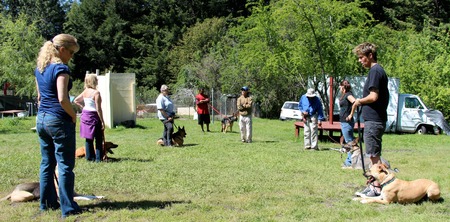 Von Falconer Canine Boarding & Training