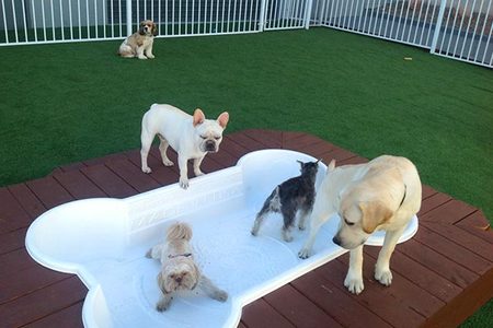 Pooch and Puppy Palace