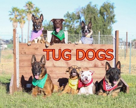 Tug Dogs